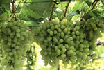 Tema